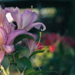 This is why Lily´s Ray “Listicles” analysis is wrong in different ways. 5 Key Points